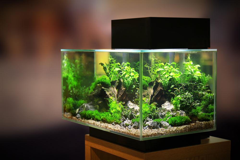 How the Best Light for Freshwater Planted Aquariums Co-Op