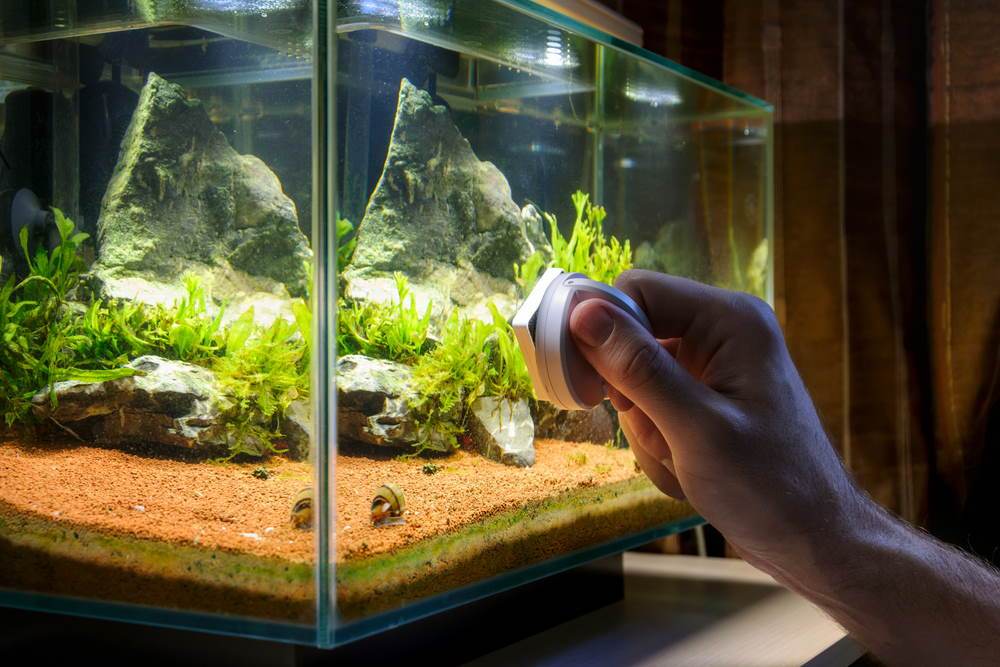 How to Properly Clean Your Aquarium  Tips for Easy Tank Maintenance –  Aquarium Co-Op