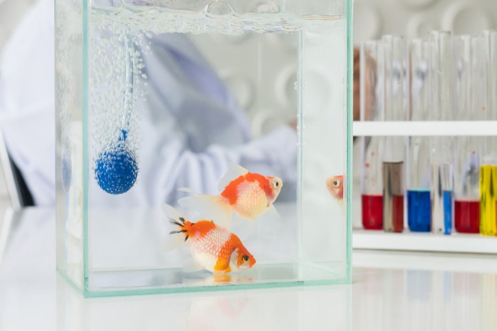 clear fish tank hooked onto inside of another fish tank How to Quarantine New or Sick Aquarium Fish the Easy Way – Aquarium Co-Op