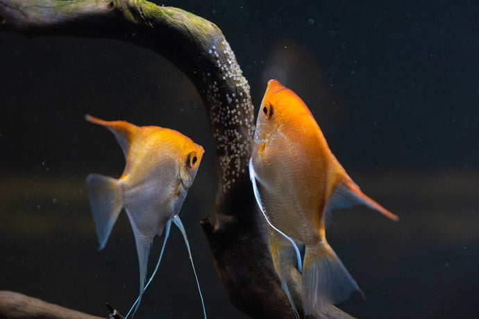 How to Raise Baby Fish Fry in Your Aquarium