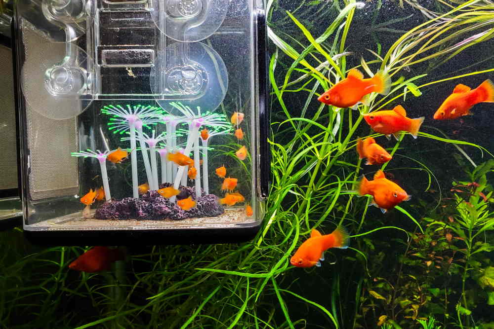 http://www.aquariumcoop.com/cdn/shop/articles/how-to-save-your-baby-fish-with-a-breeder-box-999823.jpg?v=1659758839