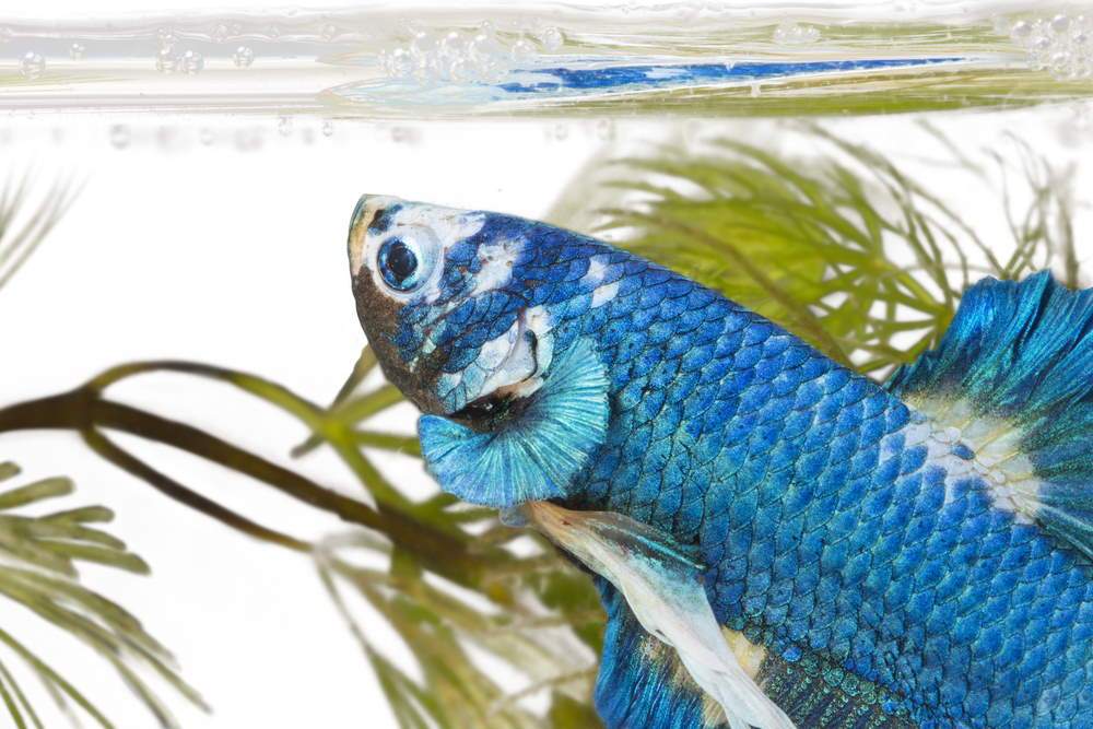 betta fish accessories 10 Gallon Tank, Fish Tank Small Aquarium Starter Kits Self Cleaning with 3 Types of LED Lights and Filter Water Pump, Ultra Quiet made of high grade material Floating Leaf for Betta Fish,