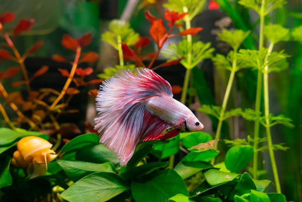 How to Set Up a Low Tech Planted Aquarium for Beginners Aquarium Co Op