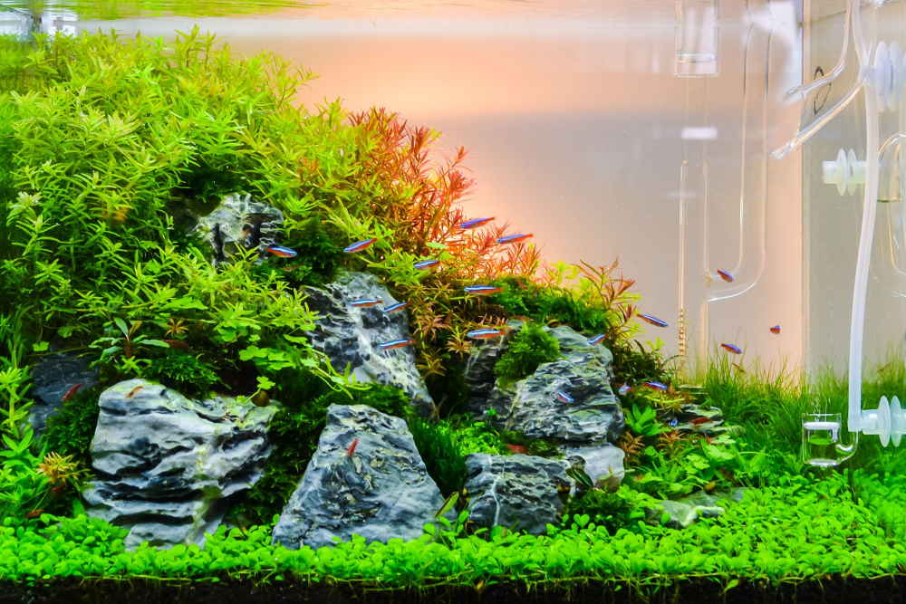 How to Set Up a CO2 System for Planted Aquariums the Easy Way  Aquarium  Co-Op