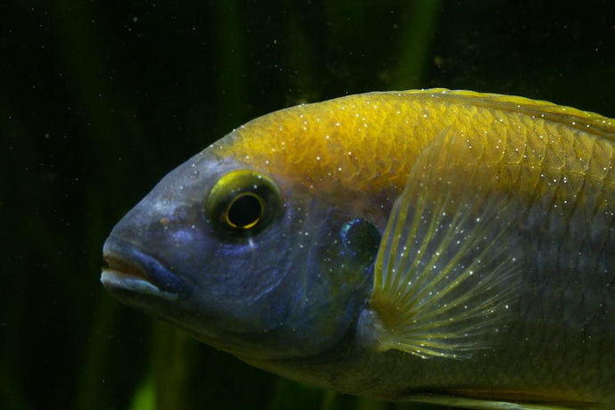 How to Treat Ich or White Spot Disease on Freshwater Fish