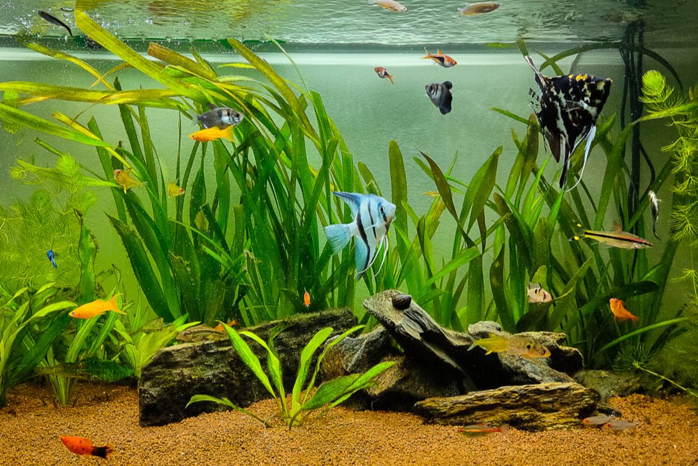 How to Quickly Reduce Nitrate in a Fish Tank  