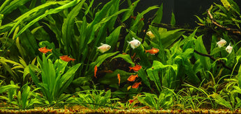 planted_aquarium_bd45d8f6-b5e5-4b29-9fe0-fd7eb90b2020