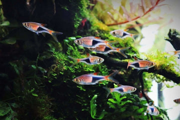 Rasbora Hets and Espei Rasboras – Great For Planted Aquariums | Aquarium Co-Op