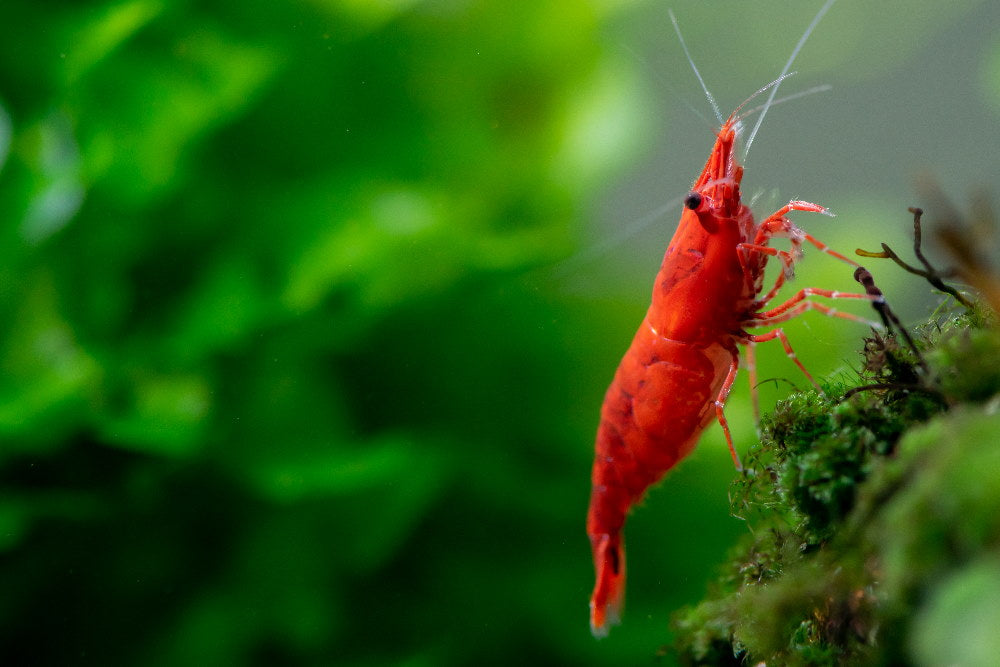 Live Cherry Shrimp -  UK