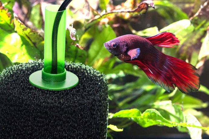 Sponge Filters: The Easiest Fish Tank Filter Ever