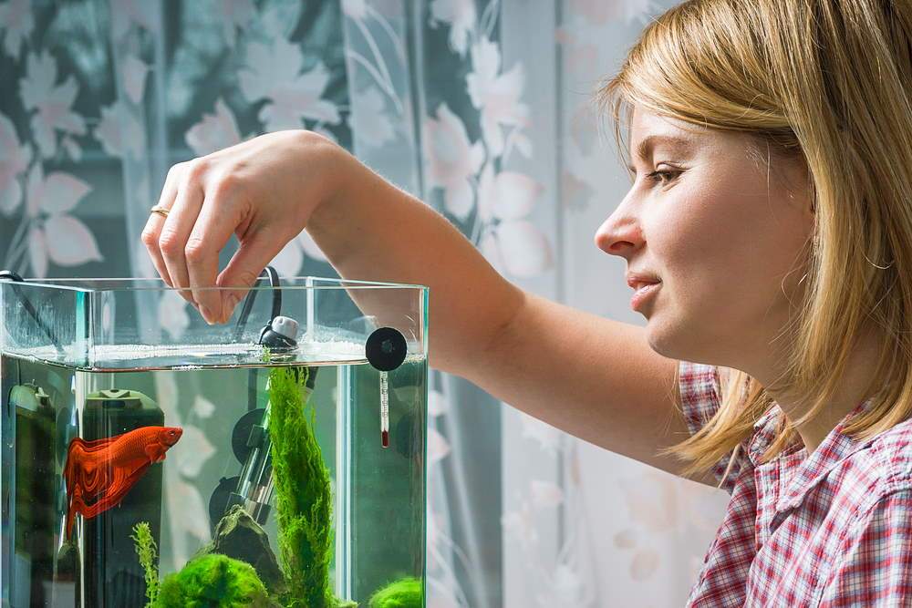 5 Best Betta Fish Foods You Need to Try  What to Feed Betta Fish –  Aquarium Co-Op