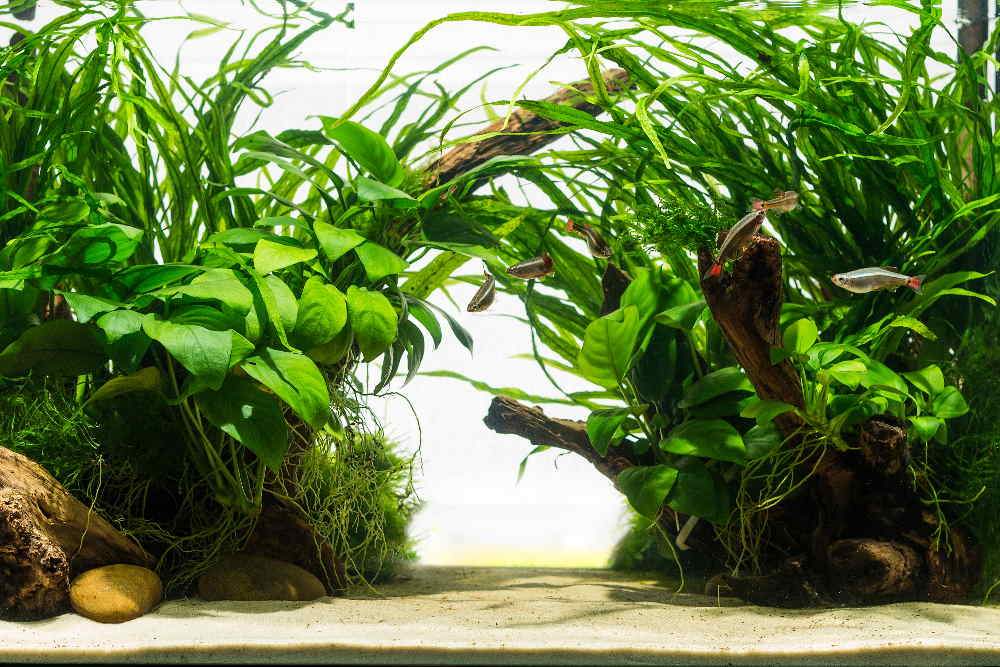 Water Garden Mini Plant Aquarium