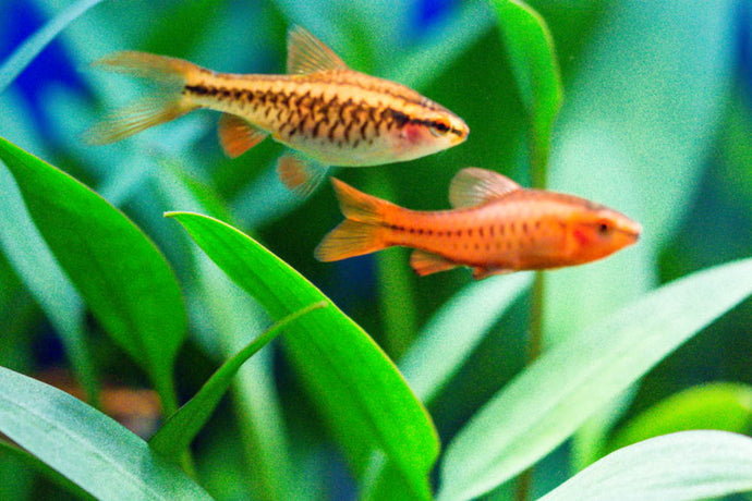Top 10 Easy Fish That Beginners Always Love