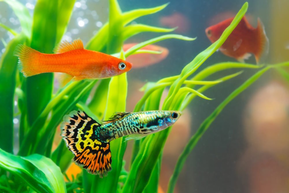 3 Fancy Female Guppy Live Bearers – Freshwater Aquarium Fish (USA Bred)