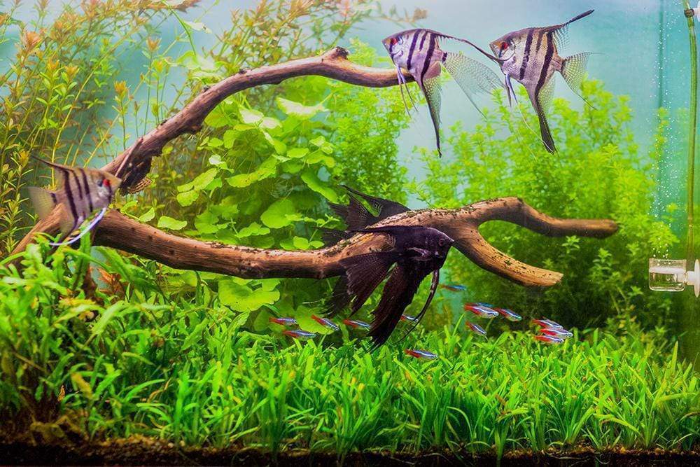 fish accessory Philbinden 4 Pack Floating Tank DecorationsCute Little Diver Aquarium Decoration Cartoon Fish Playmate with Floating Device Fish Tank Accessories : Pet Supplies Its well Feng Shui Fish Tank: Placement