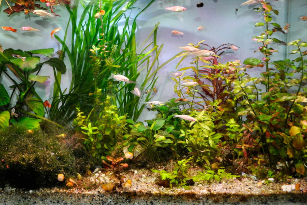 Managing feeding, stocking, and live plants to reduce debris