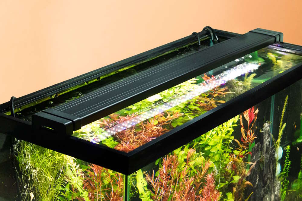 What Is PAR Lighting Brightness Explained For Planted Tanks what-is-par-lighting-brightness-explained-for-planted-tanks