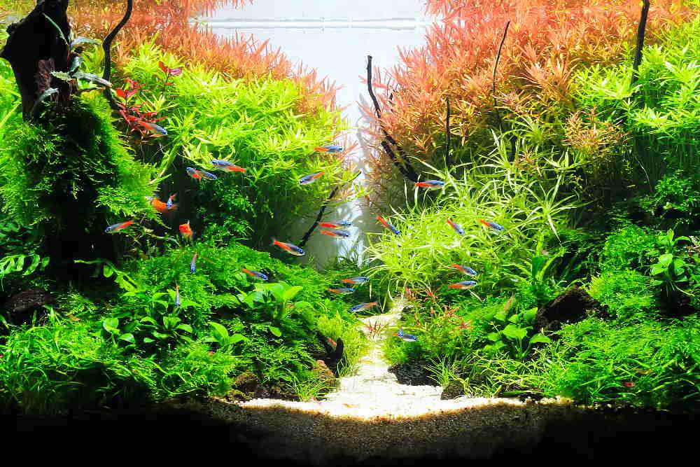 Top 6 aquarium plants that grow well with no soil in planted tank - The 2Hr  Aquarist