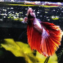 Load image into Gallery viewer, Aquarium Co-Op Freeze Dried Bloodworms
