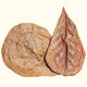 Aquarium Co-Op Breeding Supplies 20 Catappa Leaves