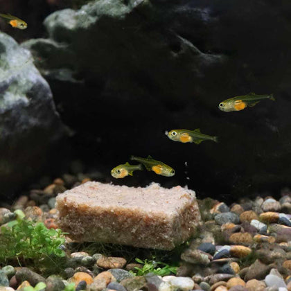 3oz-repashy-spawn-and-grow-643854901958-32790394994757