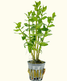 Load image into Gallery viewer, Bacopa Caroliniana