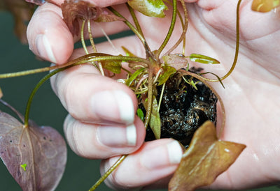 Aquarium_Lily_Bulb_3_-_low_res