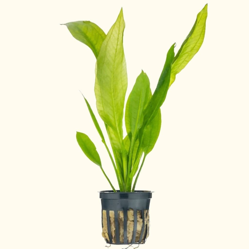 aquarium pot plants Amazon Sword