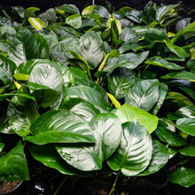 Load image into Gallery viewer, Plants Live Plants Anubias Barteri
