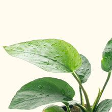 Load image into Gallery viewer, Plants Live Plants Anubias Barteri