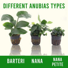Load image into Gallery viewer, Plants Live Plants Anubias Barteri