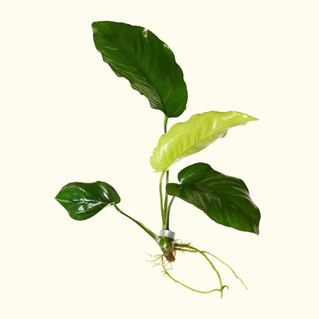 burying fish in potted plant Anubias Barteri | Fish Tank Plants