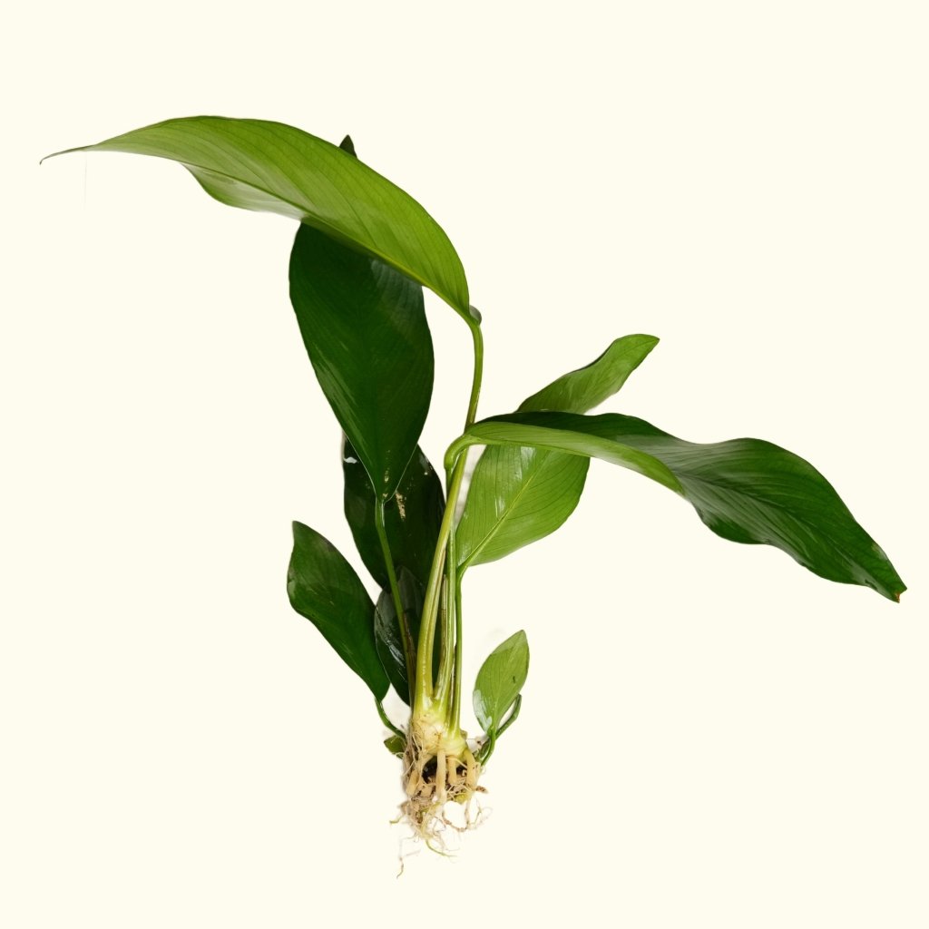 Anubias Hasifolia | Fish Tank Plants