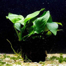 Load image into Gallery viewer, Plants Live Plants Anubias Nana

