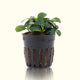Plants Live Plants Anubias Nana Petite