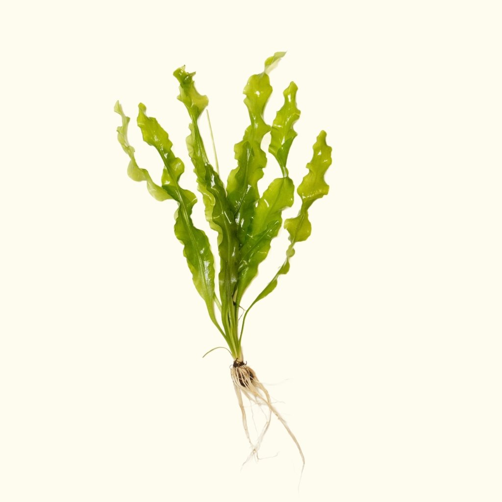 Aponogeton Ulvaceus