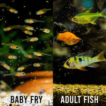 Load image into Gallery viewer, Aquarium Co-Op Breeding Supplies Aquarium Co-Op Brine Shrimp Eggs