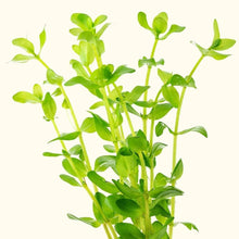 Load image into Gallery viewer, Plants Live Plants Bacopa Caroliniana