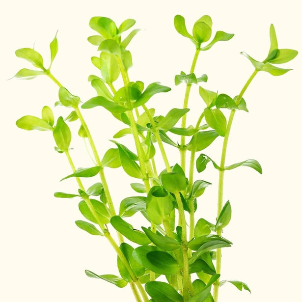 bacopa-caroliniana-810055291151-31666977538117