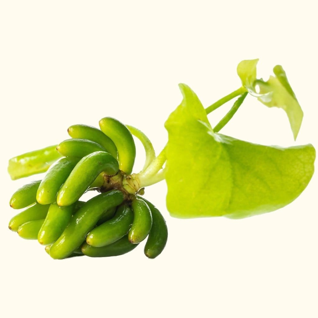 Banana Plant | Aquarium Banana Lily
