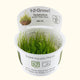 Taxiphyllum barbieri 'Bogor Moss' Tissue Culture