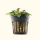 Plants Live Plants Bucephalandra "Black Pearl"