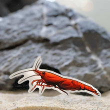Load image into Gallery viewer, Aquarium Co-Op Merchandise Cherry Shrimp Decal Sticker