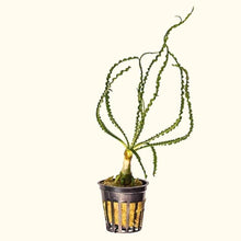 Load image into Gallery viewer, Plants Live Plants Crinum Calamistratum
