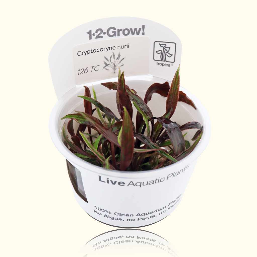 Cryptocoryne nurii Nurii Tissue Culture - from | Pulau Lingga