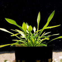 Load image into Gallery viewer, Plants Live Plants Cryptocoryne Parva