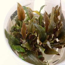 Load image into Gallery viewer, Plants Live Plants Cryptocoryne Wendtii &amp;#39;Mi Oya&amp;#39; Tissue Culture
