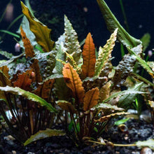 Load image into Gallery viewer, Plants Live Plants Cryptocoryne Wendtii Red
