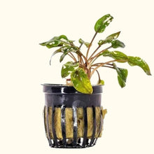Load image into Gallery viewer, Plants Live Plants Cryptocoryne Wendtii Red
