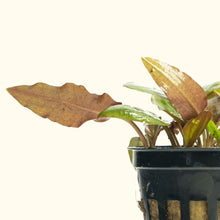 Load image into Gallery viewer, Plants Live Plants Cryptocoryne Wendtii Red